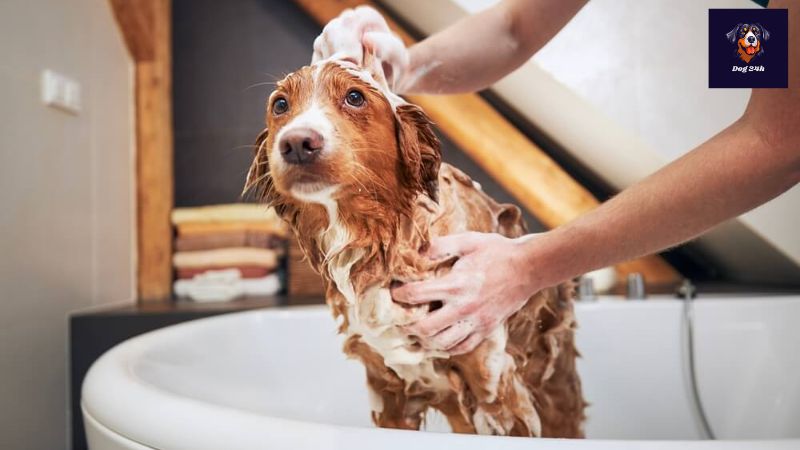 犬 お 風呂 頻度