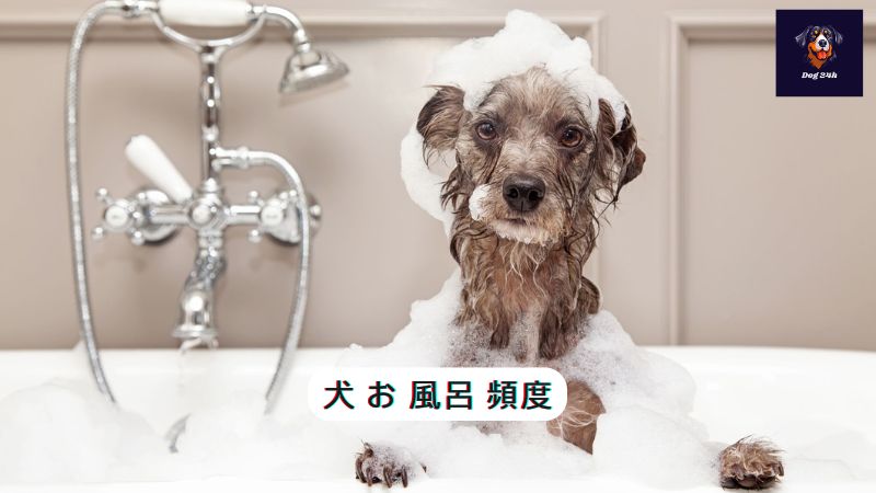 犬 お 風呂 頻度