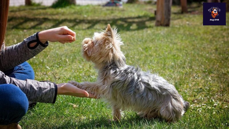 犬 しつけ 教室 預かり 訓練するメリット