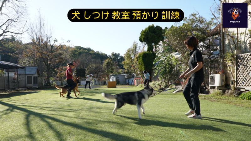 犬 しつけ 教室 預かり 訓練