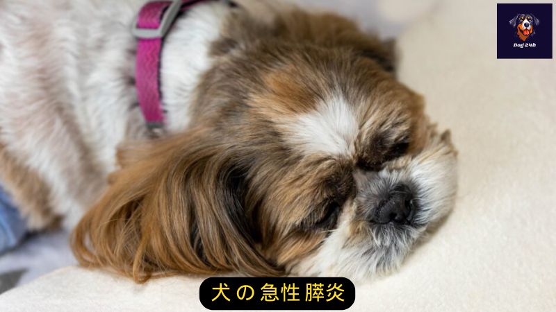 犬 の 急性 膵炎