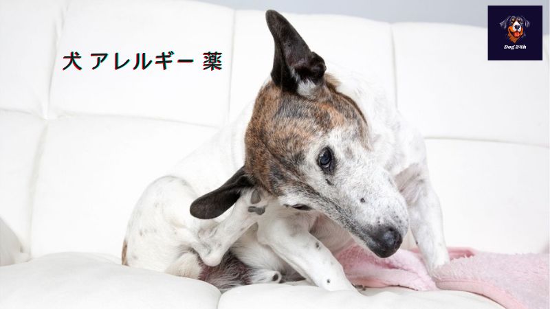 犬 アレルギー 薬