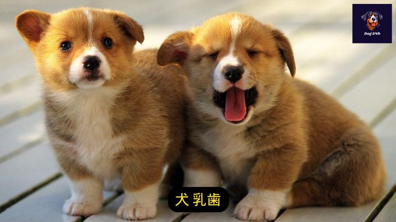 犬 乳歯