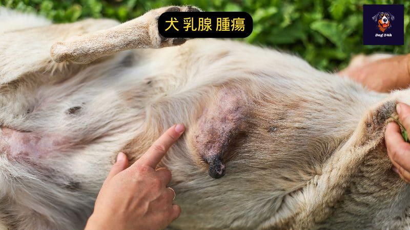 犬 乳腺 腫瘍