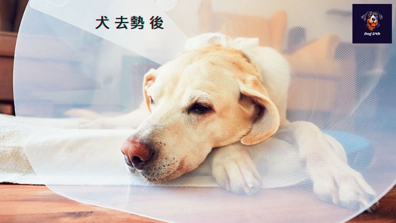 犬 去勢 後