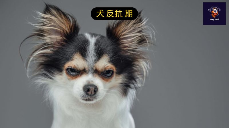 犬 反抗 期