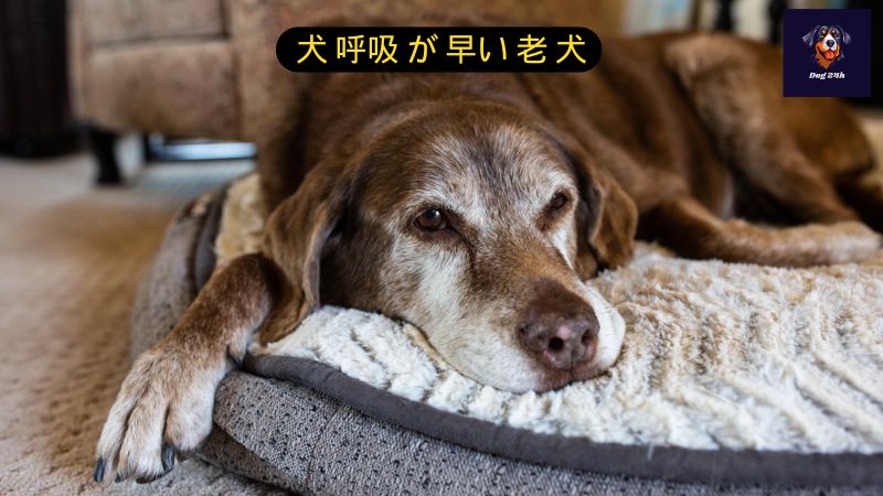 犬 呼吸 が 早い 老 犬