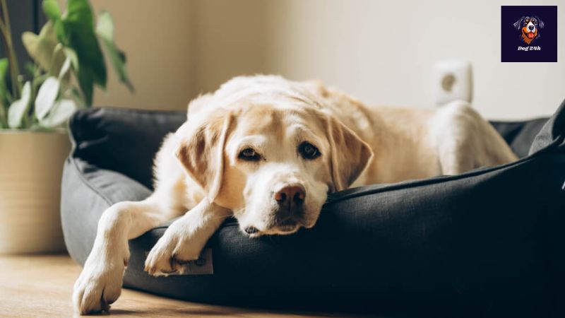 犬の心臓肥大の原因