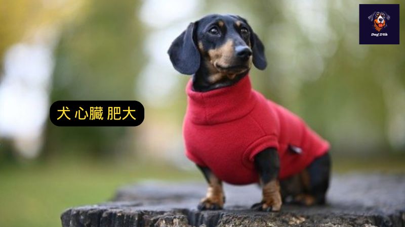 犬 心臓 肥大