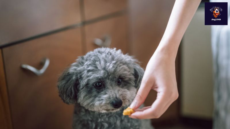 犬 生姜を与える方法