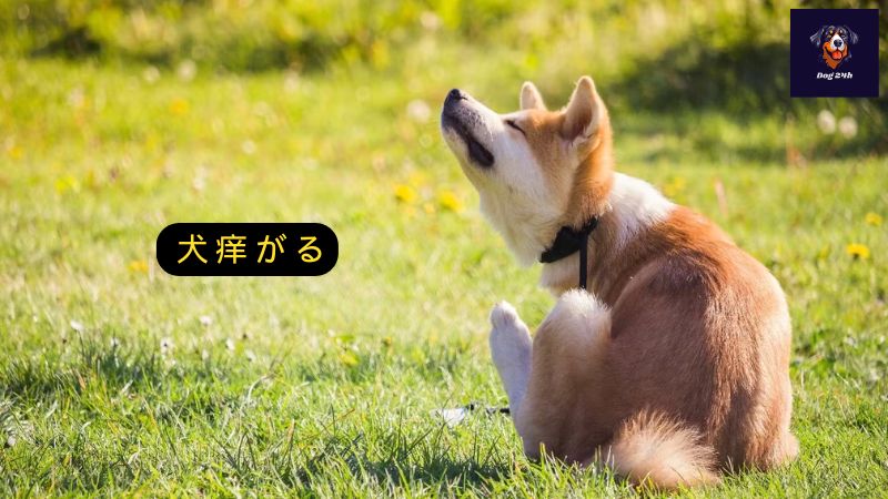 犬 痒 が る