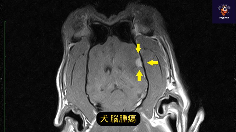 犬 脳腫瘍