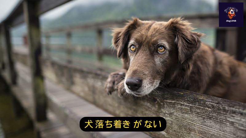 犬 落ち着き が ない