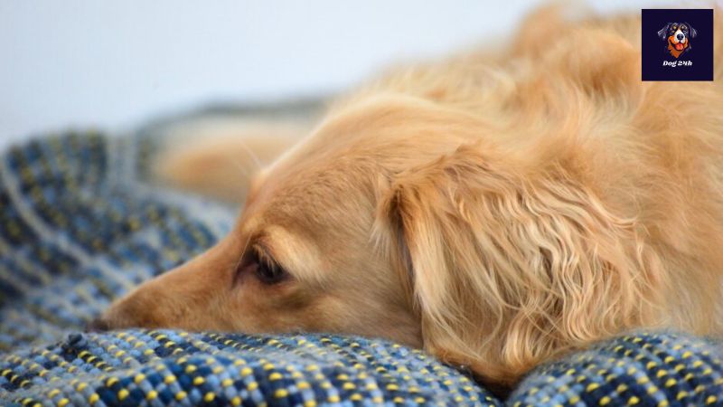 アジソン 病 犬とは何か？