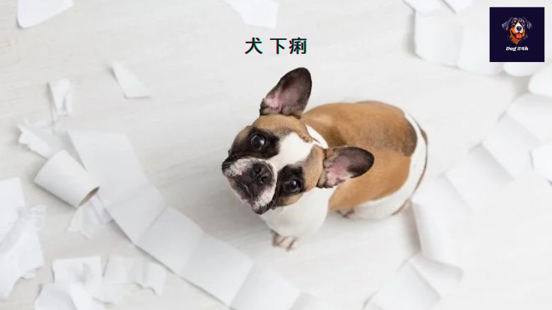 犬 下痢